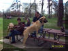Great Dane Fawn -Lumpy on top of table