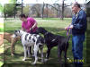 Great Dane Fawn Blue Brindle Black and Harelquin puppies