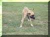 Fawn Great Dane - Bronco-Billy @14 months