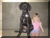 Black Great Dane Puppy - Sampson 17 weeks Fawn & Brindle Great Dane Puppies for sale Marshfield, Missouri 65706