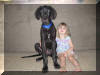 Black Great Dane Puppy - Sampson 18 weeks Fawn & Brindle Great Dane Puppies for sale Marshfield, Missouri 65706