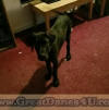 Black Great Dane Puppy Marshfield Missouri 65706