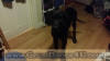Black Great Dane Puppy Marshfield Missouri 65706