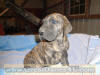 Brindle Great Dane Male AKC 6 week pup NO White!