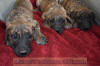 Fawn & Brindle Great Dane Puppies
