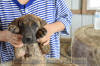 Fawn & Brindle Great Dane Puppies