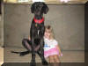 Black Great Dane Puppy - Sampson 23 weeks Fawn & Brindle Great Dane Puppies for sale Marshfield, Missouri 65706