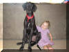 Black Great Dane Puppy - Sampson 25 weeks Fawn & Brindle Great Dane Puppies for sale Marshfield, Missouri 65706