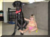 Black Great Dane Puppy - Sampson 28 weeks Fawn & Brindle Great Dane Puppies for sale Marshfield, Missouri 65706