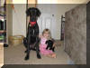 Black Great Dane Puppy - Sampson 29 weeks Fawn & Brindle Great Dane Puppies for sale Marshfield, Missouri 65706