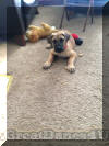 Fawn & Brindle Great Dane Puppies for sale Marshfield, Missouri 65706 USA