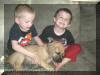 Fawn & Brindle Great Dane Puppies for sale Marshfield, Missouri 65706 USA