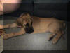 Fawn Great Dane - Peyton Fawn & Brindle Great Dane Puppies for sale Marshfield, Missouri 65706 USA