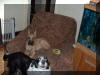 Fawn Great Dane - Olaf has Cropped Ears STL Fawn & Brindle Great Dane Puppies for sale Marshfield, Missouri 65706