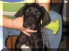 Black Great Dane - Sampson as a pup looks innocent-sure he is...