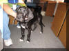 Black Great Dane - Sampson as a pup has a BIG heaad!
