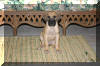 Fawn Great Dane Thor before ear-cropping. Fawn & Brindle Great Dane Puppies for sale Marshfield, Missouri 65706