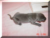 Blue Great Dane Female - NO WHITE - Awesome!!!