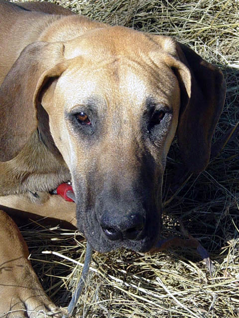 Great Danes Fawn Brindle AKC Color-Pure Puppies Stud Service