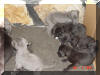 Great Dane Puppies still in home after 4 weeks.  Born in home!
