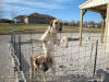 Honey-Mustard on all 4's, Blackie stands. Fawn Great Dane puppies Marshfield, Missouri 65706