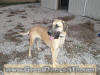Fawn Great Dane puppies Marshfield, Missouri 65706