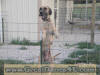 Fawn Great Dane Honey 2yrs old likes her pen! Fawn Great Dane puppies Marshfield, Missouri 65706