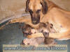 Fawn Great Dane Puppies