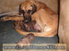 Fawn Great Dane Puppies