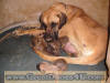 Fawn Great Dane Puppies