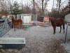 If horses stand in front of gate maybe I'll put feed in tub.
