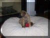 Fawn Great Dane puppy - Maximus in Chicago, IL. - 8 wks