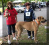Mozart is such a Great Fawn Great Dane & Buddy for Jasmin!