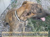Pretty Kitty looks  left - nice looking Brindle Female about 18 months.