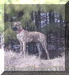 Brindle Great Dane - 6 month puppy 95#'s