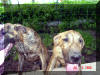 Roxy-Reverse Brindle & Kinky-dark Brindle Great Dane puppy