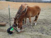 RJ enjoys the horses behaviorFawn & Brindle Great Dane Puppies Marshfield Missouri 65706