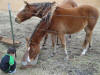 Gentle horses Fawn & Brindle Great Dane Puppies Marshfield Missouri 65706