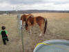 RJ enjoys horse watching Fawn & Brindle Great Dane Puppies Marshfield Missouri 65706