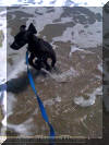 Black Great Dane pup - Samson in the S. Carolina Surf Fawn & Brindle Great Dane Puppies for sale Marshfield, Missouri 65706