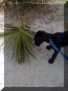 Samson explore beach vegataton in South Carolina Fawn & Brindle Great Dane Puppies for sale Marshfield, Missouri 65706