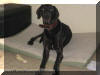Sampson is growing! Beautiful Black Great Dane pup!