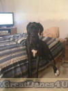 Black Great Dane - Sampson Fawn & Brindle Great Dane Puppies for sale Marshfield, Missouri 65706