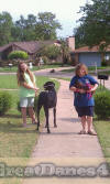 Black Great Dane 8 yr Sampson Fawn & Brindle Great Dane Puppies for sale Marshfield, Missouri 65706