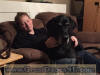 Black Great Dane - Fawn & Brindle Great Dane Puppies for sale Marshfield, Missouri 65706