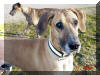 Sunny - 5-Generation Color Pure Fawn Great Dane Stud