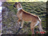 Sunny - 5-Generation Color Pure Fawn Great Dane Stud
