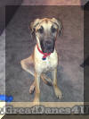 Fawn Great Dane - Thumper, Mt Vernon, MO. Sits...
