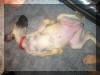 Fawn Great Dane - Thumpe, Sleeps upside down Fawn & Brindle Great Dane Puppies for sale Marshfield, Missouri 65706