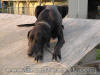 Black Great Dane 3 1/2 yrs Female "Whoop-See-Daisy" Black Great Dane Breeder Marshfield Missouri 65706 U.S.A.